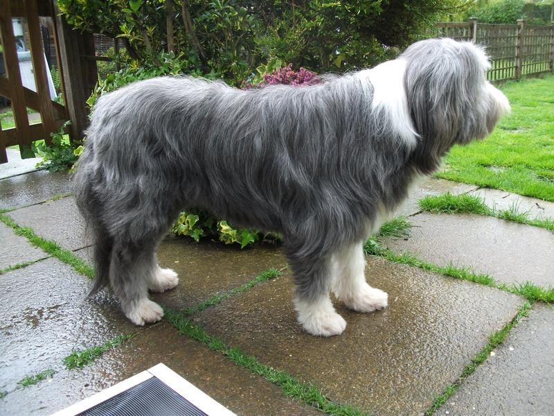 The Uk Bearded Collie Website View Topic Short Hair Cut For