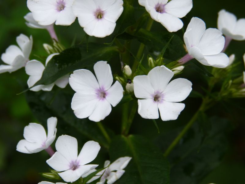 2014-07-09 Phlox 'oile - kleinblütig'