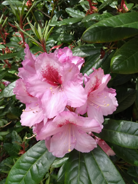 Rhododendron-Blüte; Palmengarten 19.5.2023
