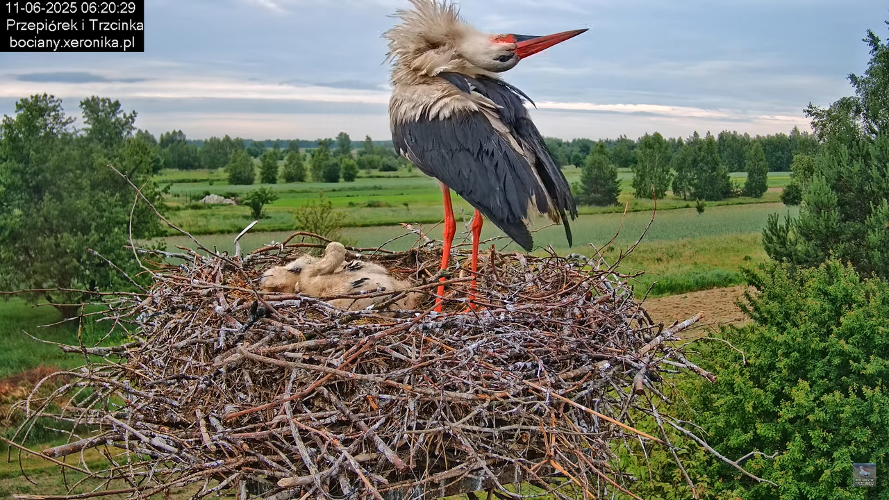 11062025bociany9