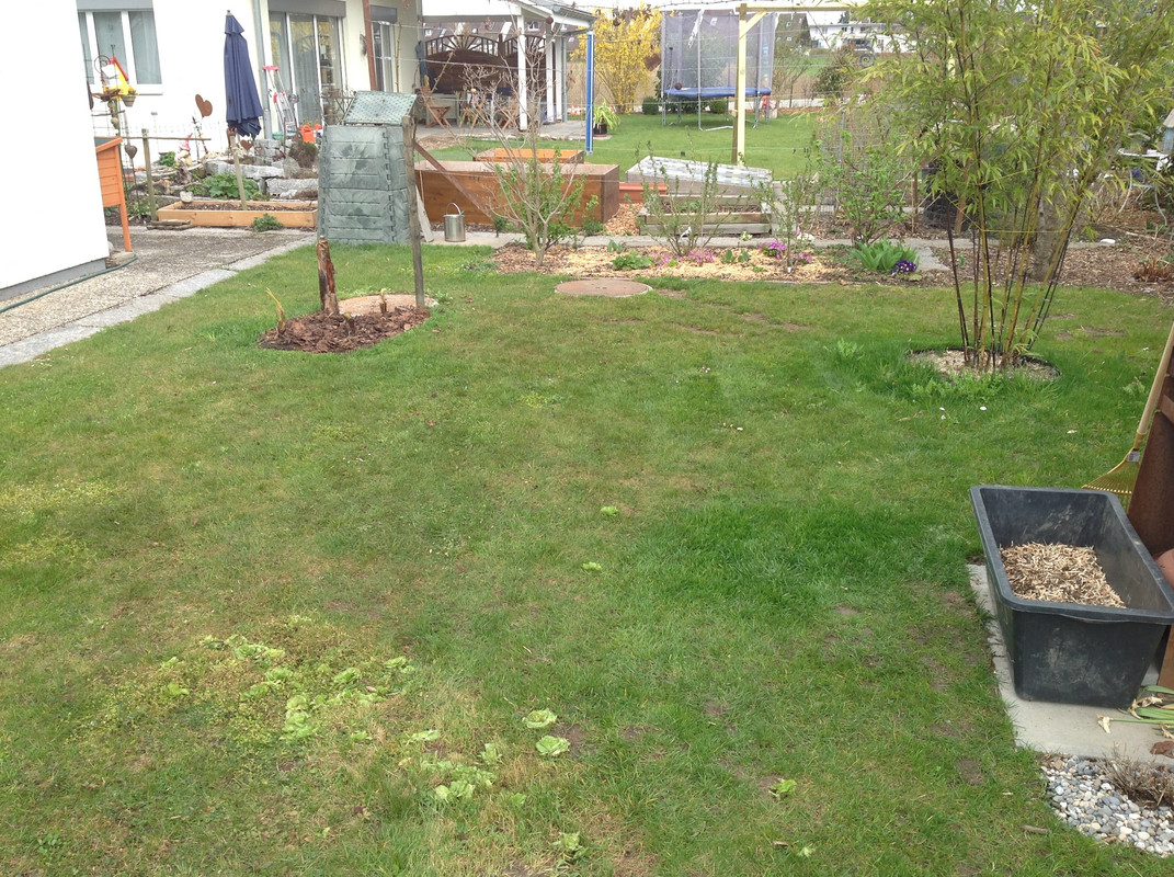 Bananen ausgepackt und Laub gemäht 2015 (4)