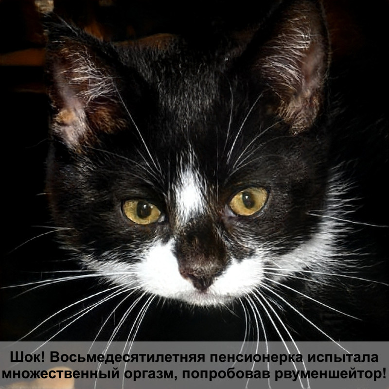 порода кошек коричневого окраса