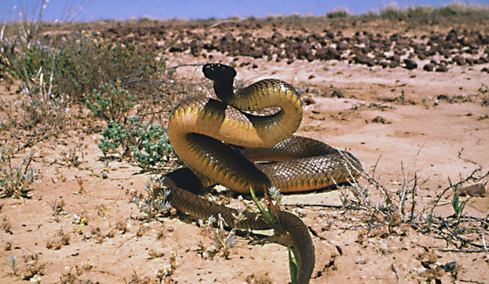 Taipan - nejjedovatější had světa / CZ
