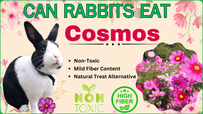 Do Rabbits eat Cosmos Do Rabbits eat Cosmos