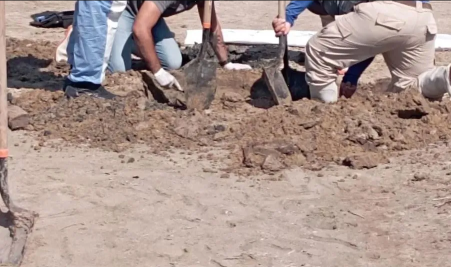 Hallan un brazo humano en playa de Ahome, Sinaloa