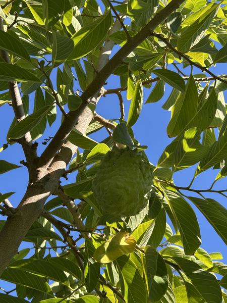 [Image: IMG-1690.jpg]