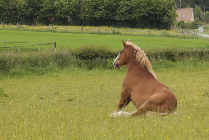 Inca du Mas2 June 13 2024 Des Chevaux