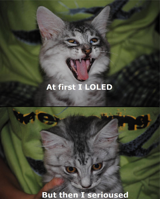 lolcat by emeraldthespeon d3c1g1v 414w 2x