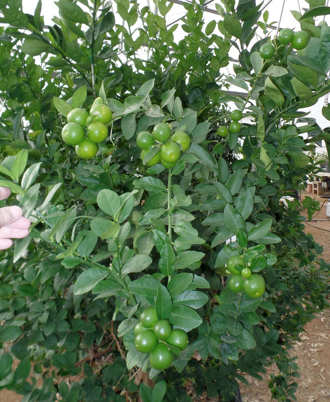 LimequatFruitDec2018#3