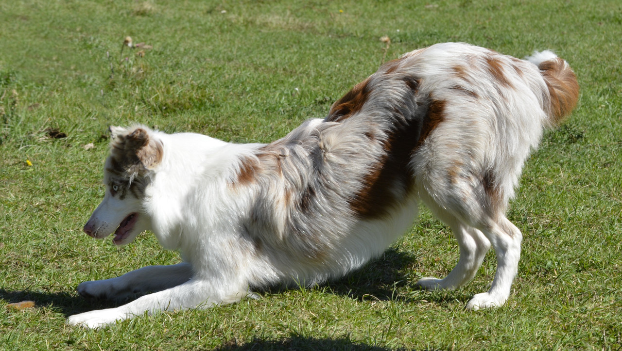 border-collie-3-by-lakela-d5i28pt.jpg