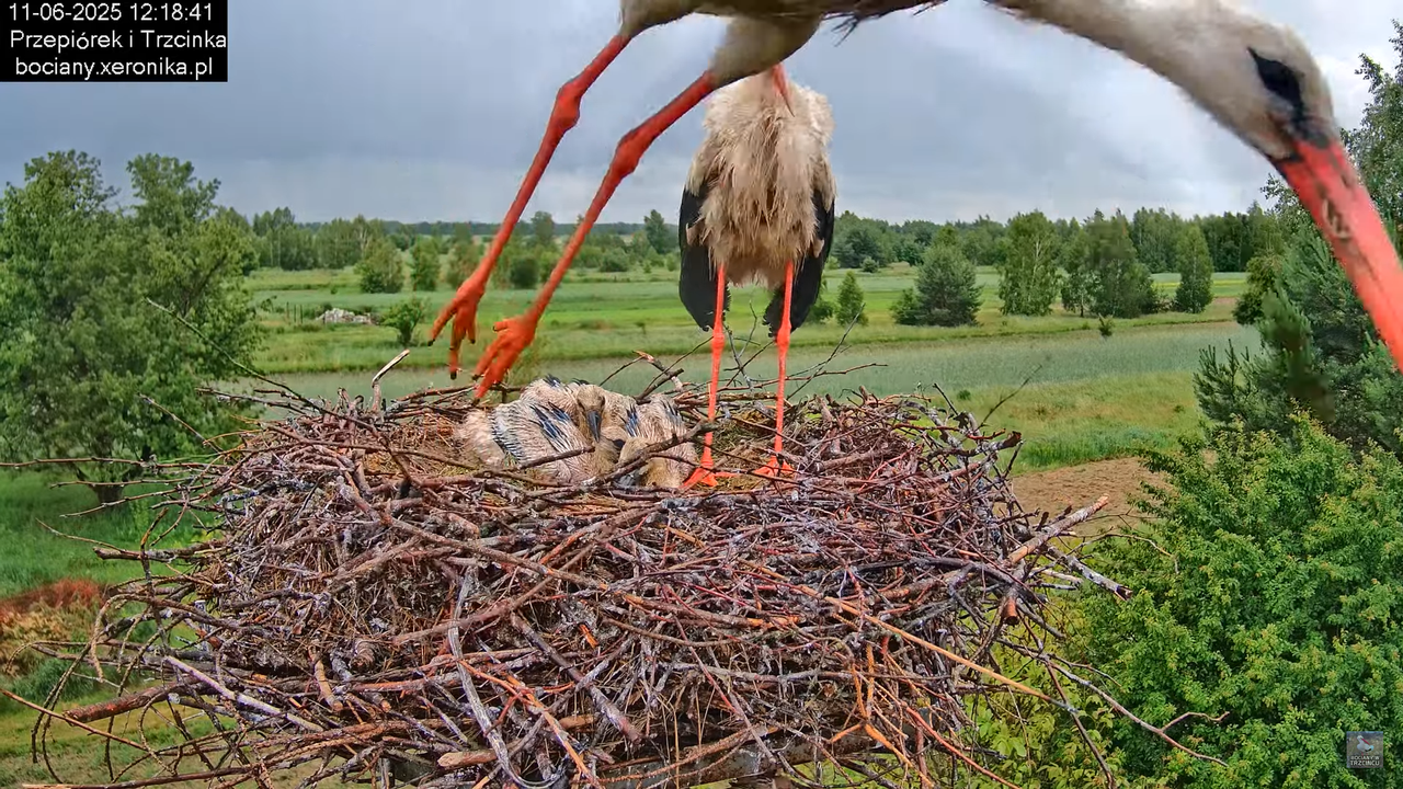 11062025bociany34