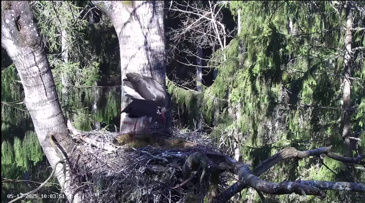 Ekrānuzņēmums 2025-05-13 102419