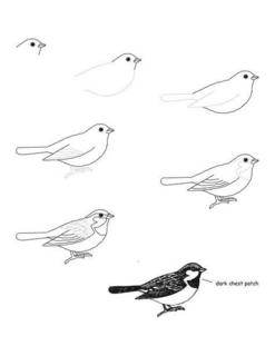 Learn how to draw Painting birds Parrots - Step By Step Digital Illustrations