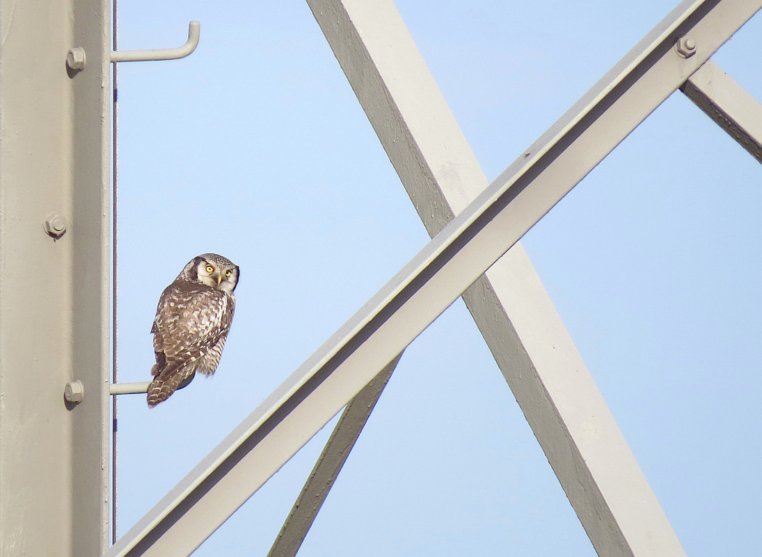 In 2013 was deze Sperweruil een publiekstrekker in Zwolle