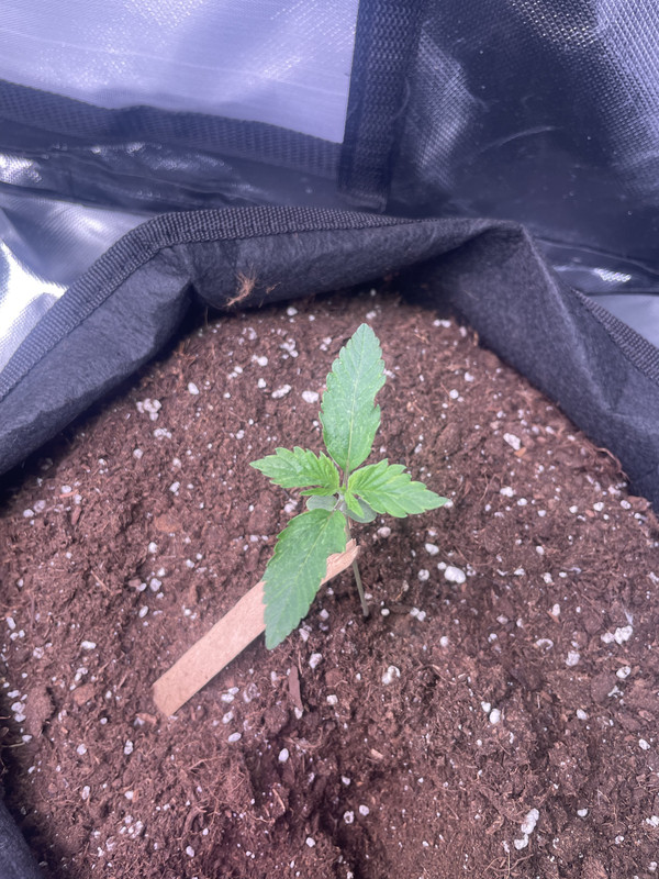 A9879A2A-9464-450F-976B-85C4D2FA55FF