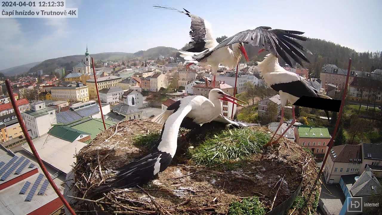 Tiešraidē no stārķa ligzdas uz alus darītavas skursteņa Trutnovā 12-17-13 screenshot