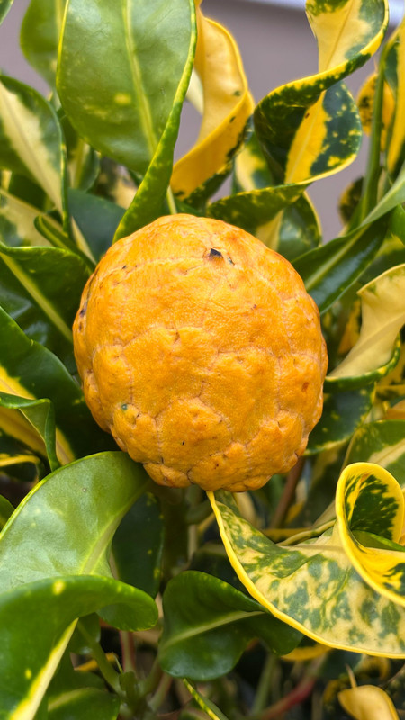 A sylvatica