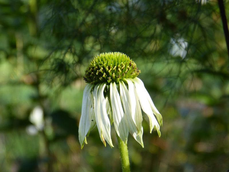 2014-11-01 Novemberblüten 10
