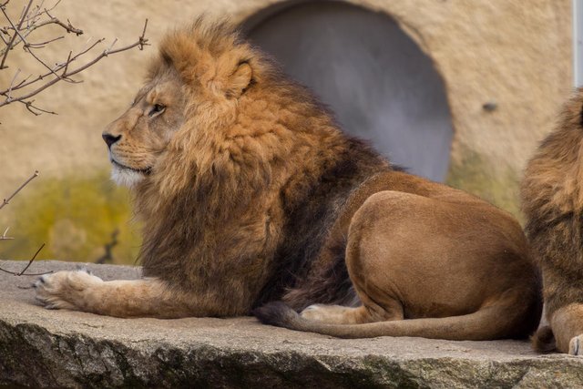lion-by-fotostyle-schindler-d8lq05f-fullview.jpg