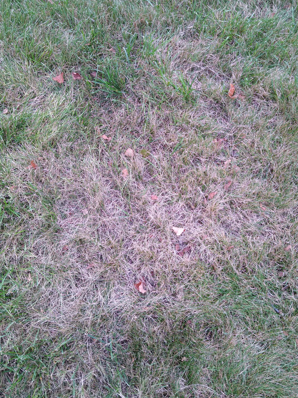 IMG_20210804_164525907