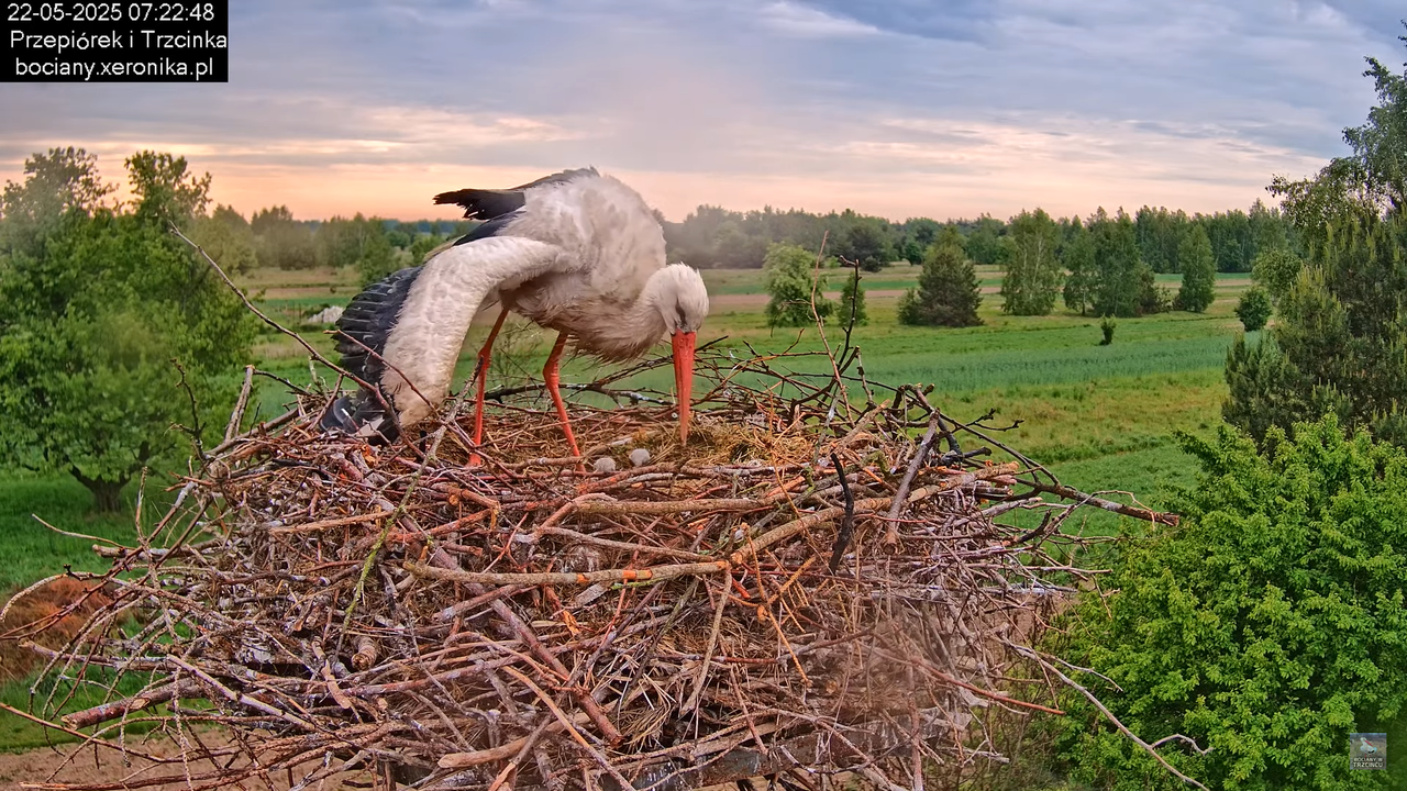 22052025bociany6