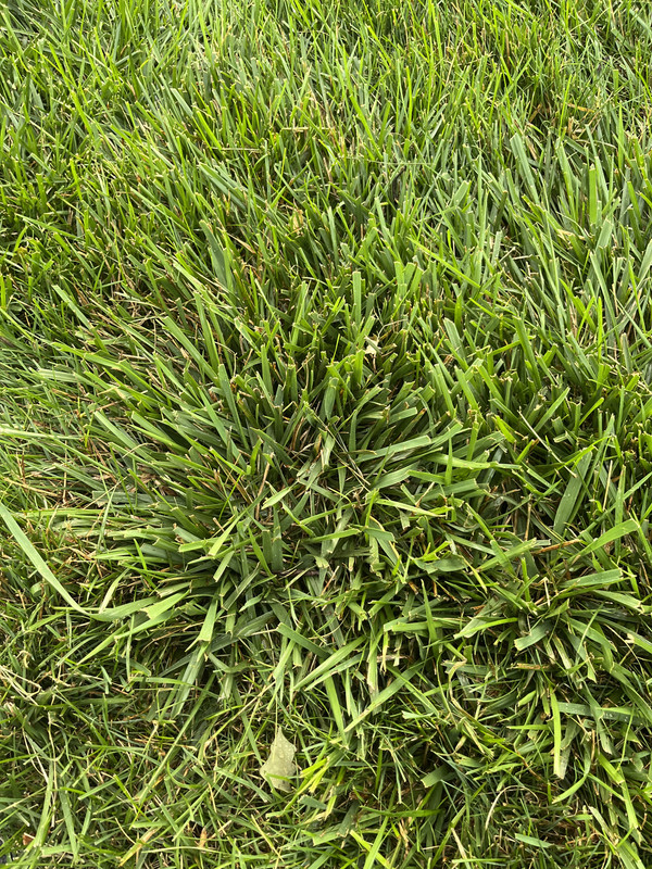 Crabgrass, St. Augustine grass or other? Lawn Care Forum