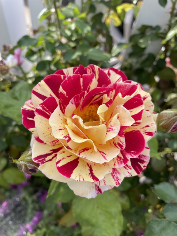 17F1B60D-C52E-42BC-82BC-E2EFF62ED58F_1_105_c