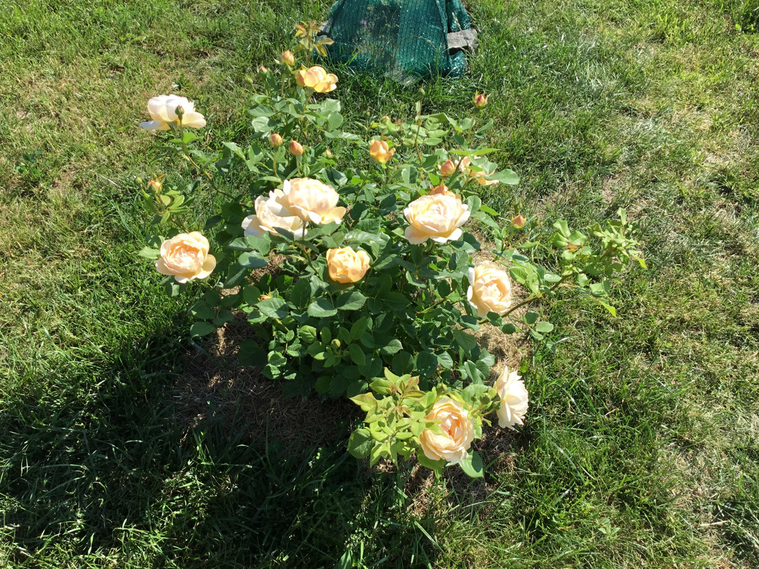 C1921C64-B5F1-41E1-8454-1CACF95EB173