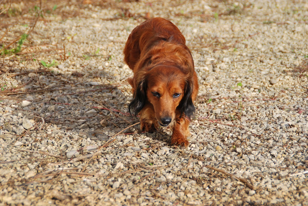 [Image: DSC-1338.jpg]