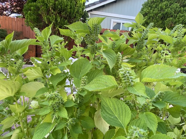 [Image: B4206-AA6-53-E5-4940-B3-AD-C93703-C26-EEE.jpg]