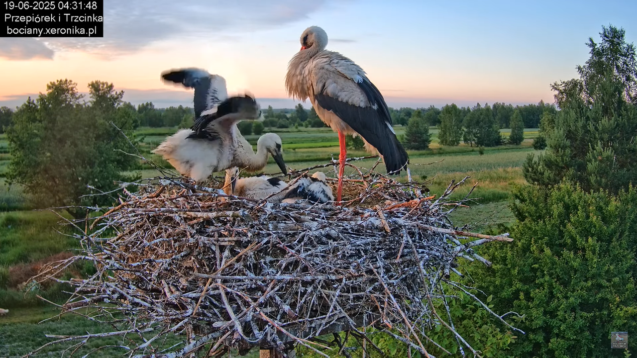 19062025bociany4