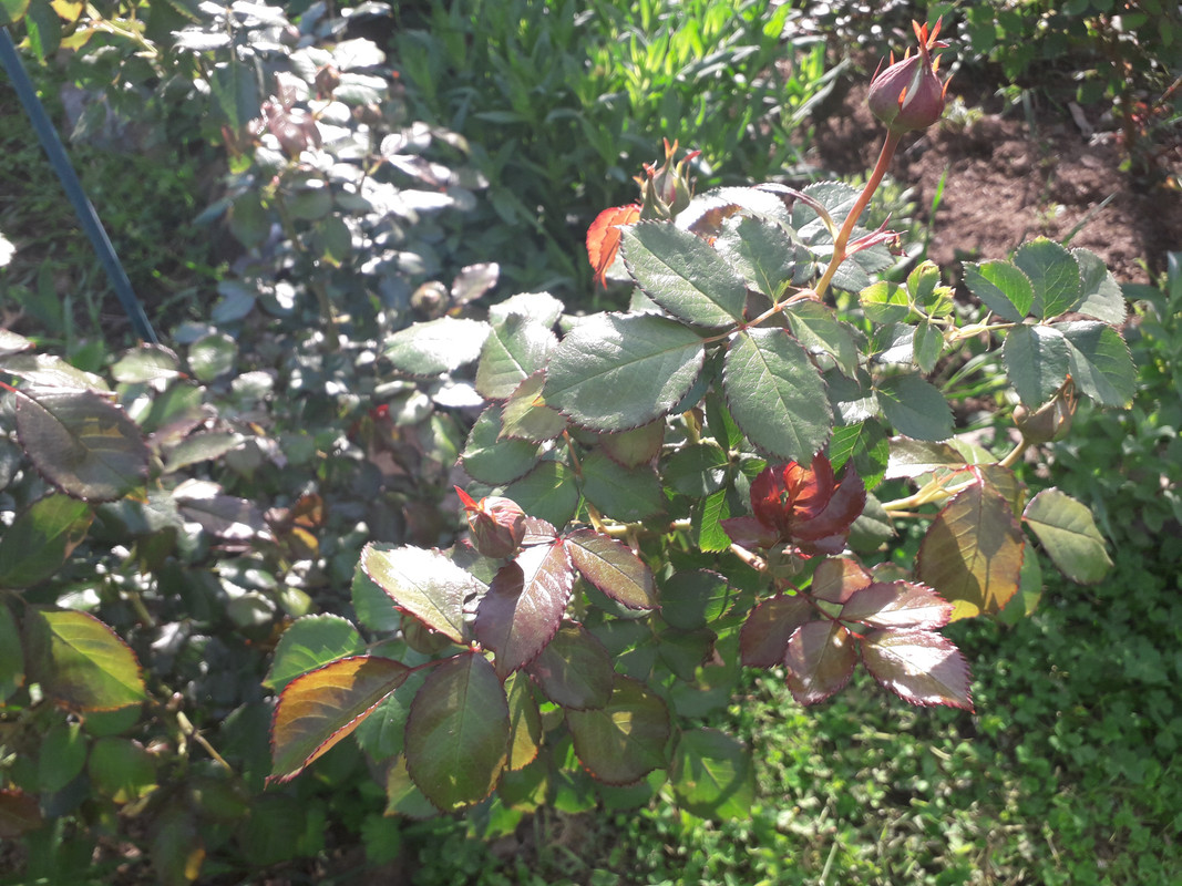 20190504_083623