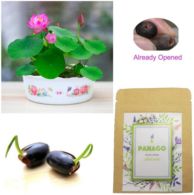 [Image: 94-F8662-D-BBA8-4-F12-9862-336-F003-E7-CE1.jpg]