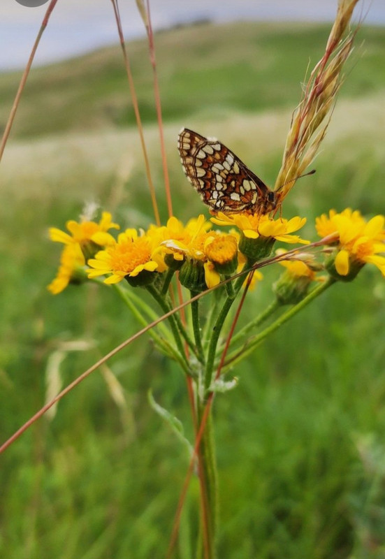 Screenshot_20240331_001832_Pinterest