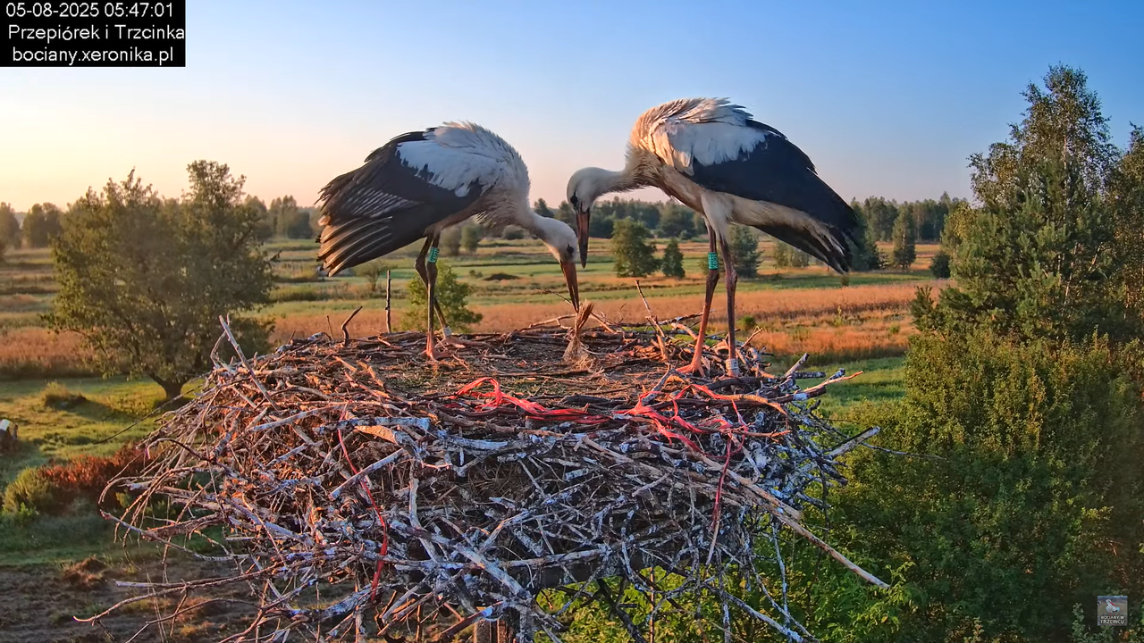 05082025bociany4