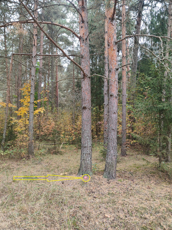 A7.