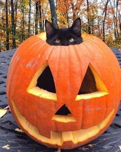 Fall-Cat-Pumpkin-Hello