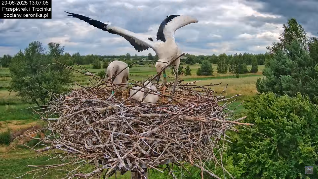 29062025bociany39