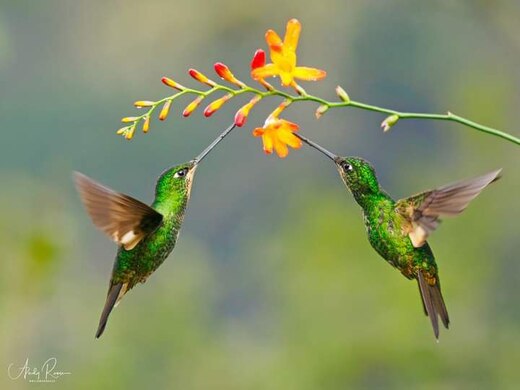 Hummingbirds-2-same-flower