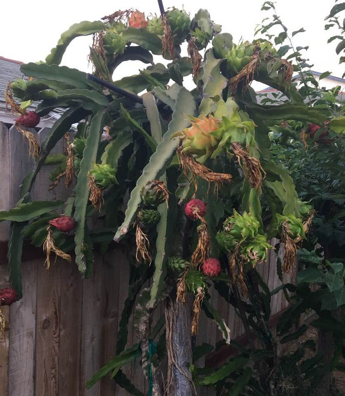 dfruit