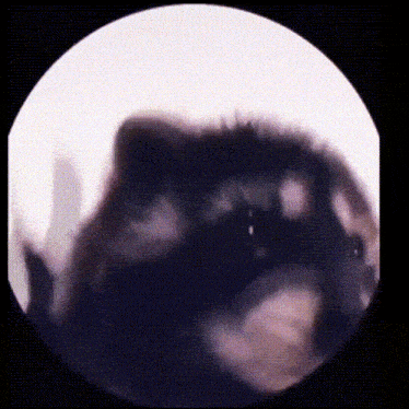 IMG-7410.gif