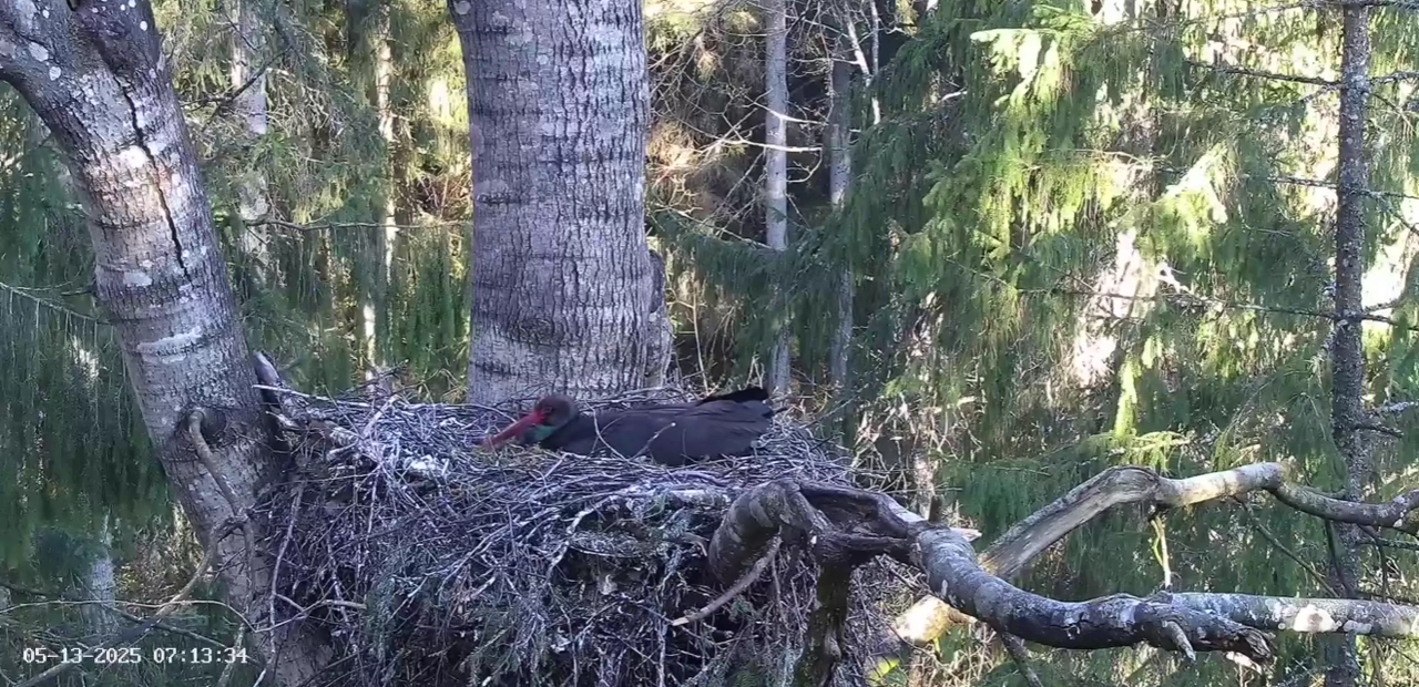 Ekrānuzņēmums 2025-05-13 084348