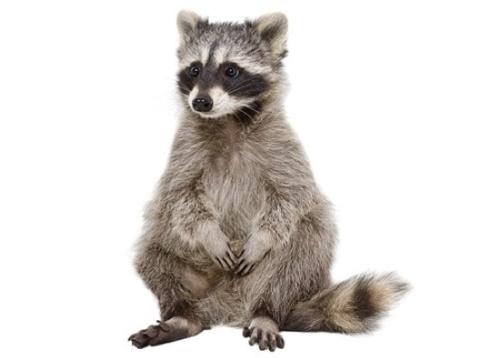 Tampa wildlife removal