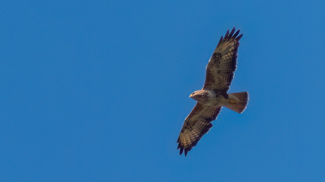 P1040677-Edit.jpg