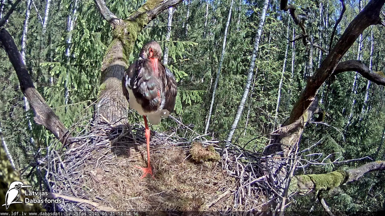 vlcsnap-2025-05-22-08h14m39s542