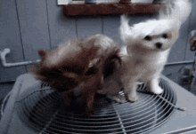 calor-warm.gif