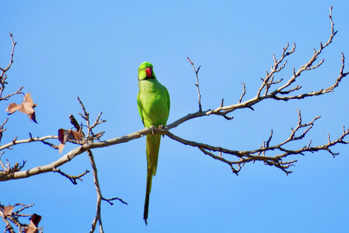 Small Exotic Birds Breeding Wild Populations 2023