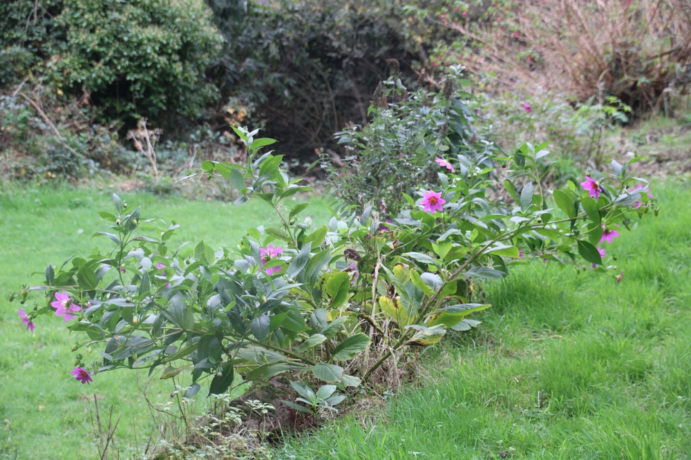 Dahlia purpusii , 081124