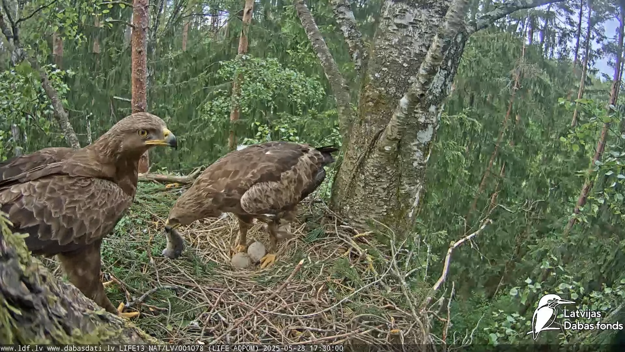 Mazais ērglis (Clanga pomarina), ligzda bērzā 13-2-46 screenshot
