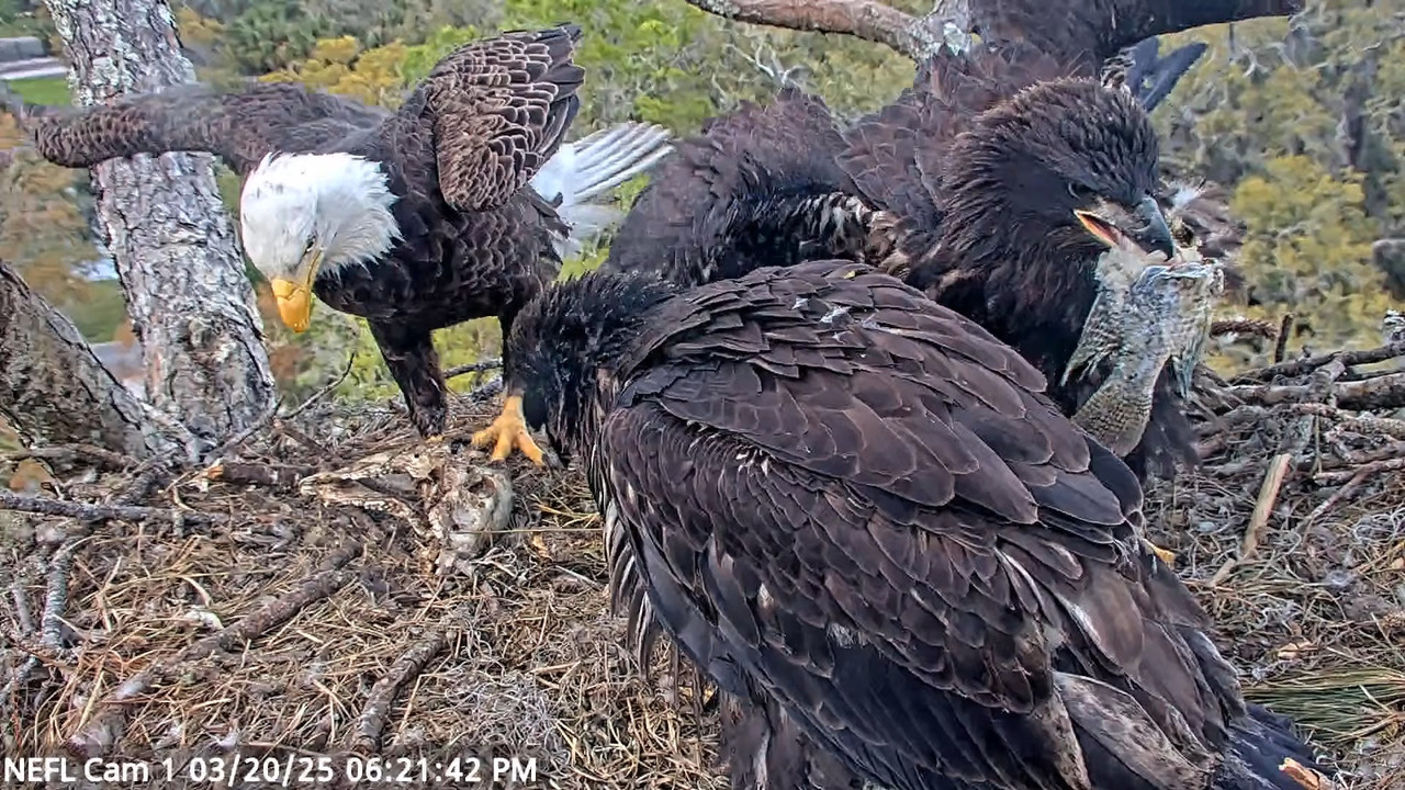 NEFL Cam 1 — tiešraidē Bald Eagle Cam 4-22-0 screenshot